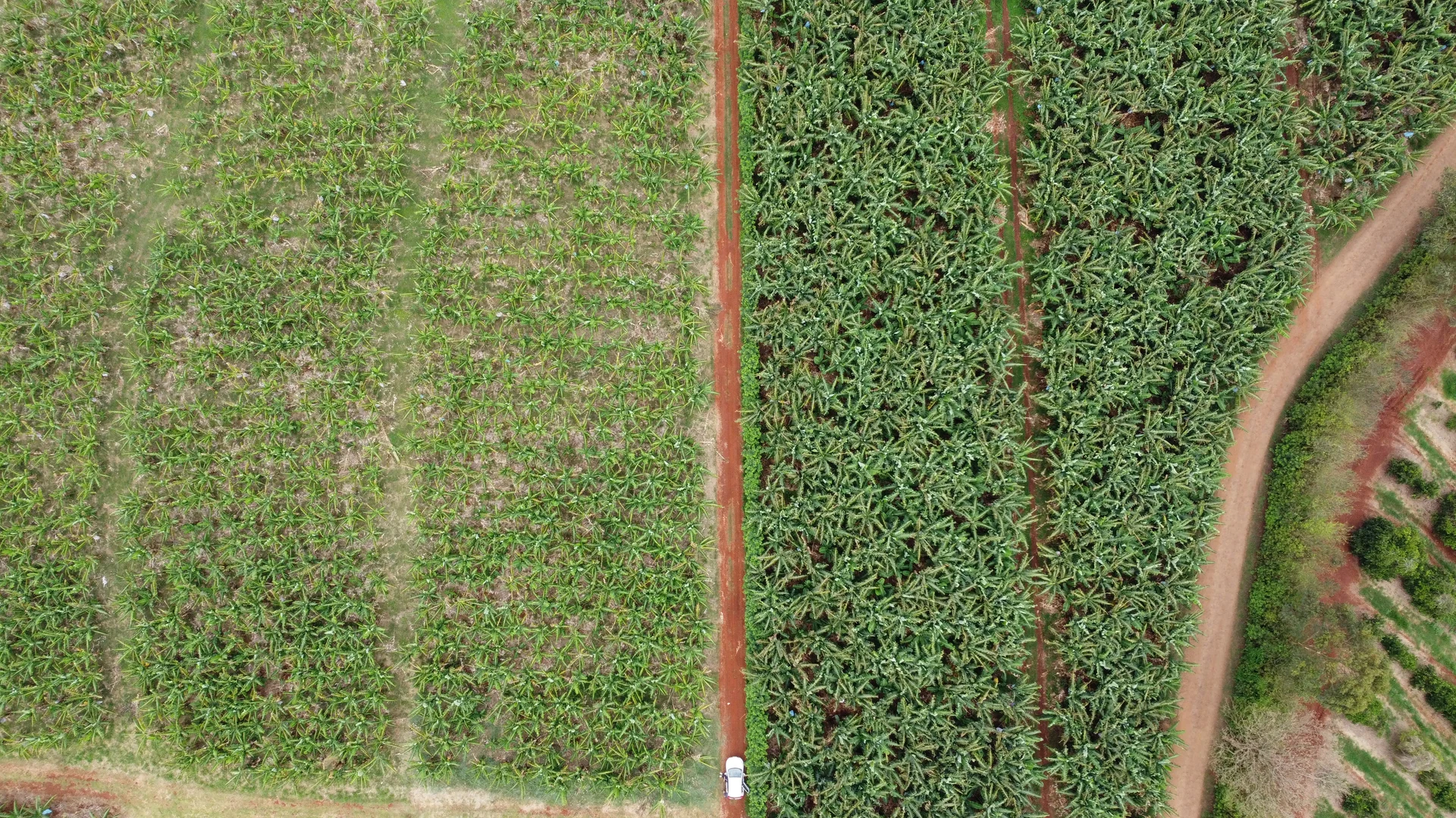 Vista aérea comparativa: cultivo sem irrigação à esquerda e com irrigação à direita