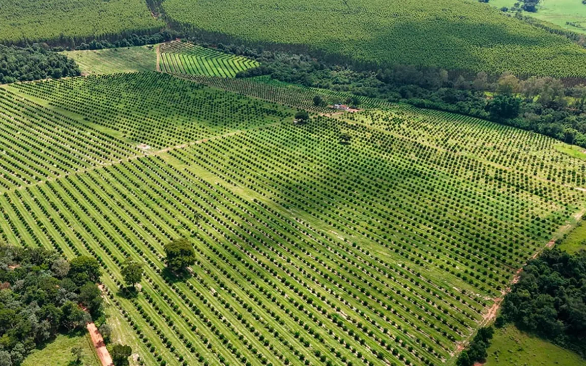 Área agrícola da Fazenda Kamla, em Avaré, SP