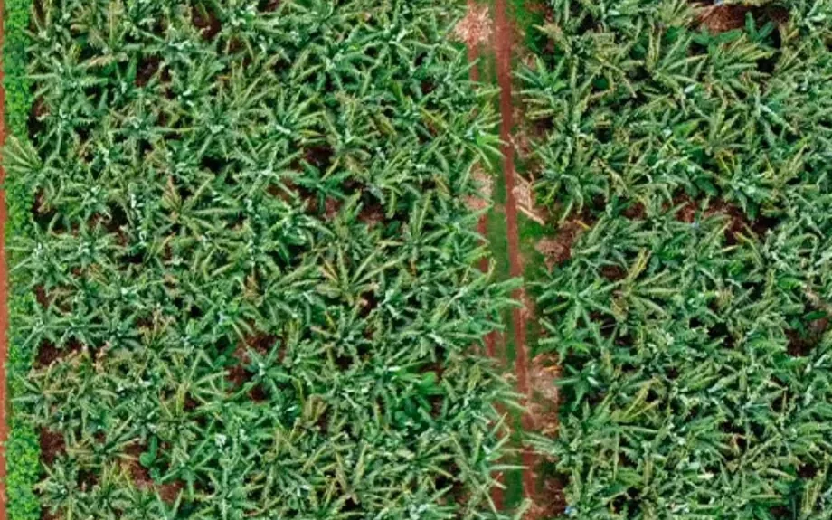 Área agrícola de Bananas Terra Roxa, em Arandu, SP