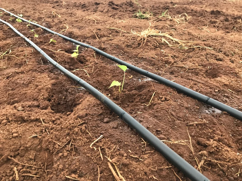 Sistema de gotejamento junto às plantas em uma área agrícola